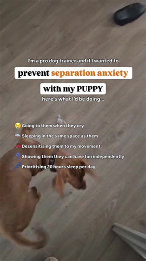 Helping Your Puppy Overcome Separation Anxiety