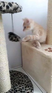 “Já que é pra caçar, cacei.” - Peixe Conpê, empoderadíssimo #peixinhoaugsp | Adote Um Gatinho