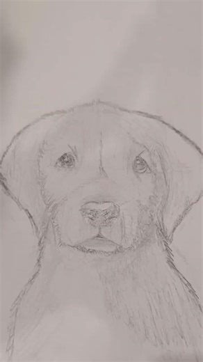 realistic dog drawing #subscribe #viral art work