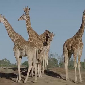 912K views · 98K reactions | Legs for days. This beautiful baby arrived just in time to celebrate World Giraffe Day at the Park 漣 | San Diego Zoo Safari Park | Facebook
