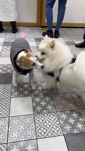 Pomeranian and Jack Russell Terrier Playtime