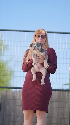 Pocket Bully Puppy with stacked pedigree and show quality