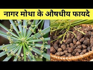 Identification and benefits of Nagarmotha | Medicinal benefits of Motha grass | Nagarmotha ke fay...