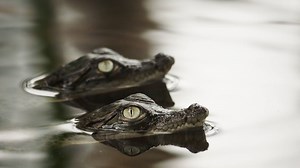 Baby crocs are vulnerable to all kinds of predators. Only the lucky ones make it to adulthood. | National Geographic Animals
