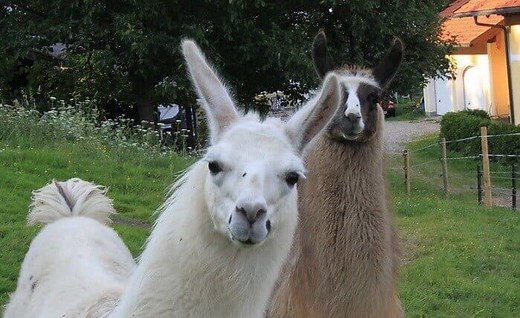 120 Best Llama Names - Cute & Funny Names for Your Llama