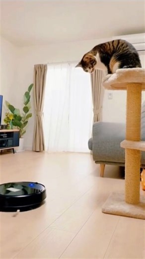 Cat vs. Robot Vacuum: The Great Escape! 😹🤖 | Epic Feline Fail & Chill Moment