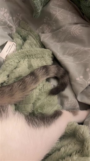 Noodle the Monkey: Adorable Cat Distribution System