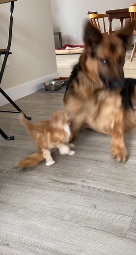 Harlem just wants to be friends with the new kitten #petsoftiktok #petlover #pets #petstory #doglover #dogsofttiktok #catsoftiktok #catcrazycat #pets