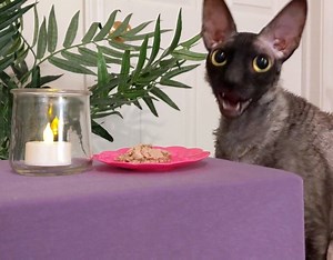 9.9K views · 1.2K reactions | Pixel and Sophie review Fancy Feast's Grilled Chicken Feast in Gravy. What does your kitty think about this flavor? | Pixel & Sophie | Facebook