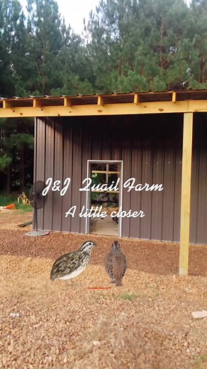 Raising Bobwhite Quail at J&J Quail Farm