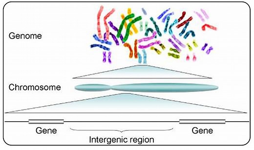 8.1 Human Chromosomes and Genes