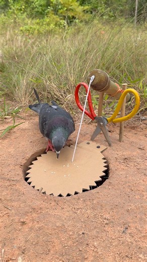 Creative Unique Bird Trap Using cardboard #youtubeshorts