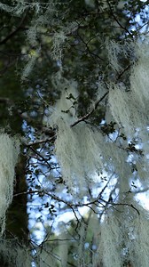 Old Man’s Beard lichen “Usnea” hangs in silver threads from the trees, a sign the air is clean. Slow growing and ancient, it’s nature’s bandage, pressed to wounds to fight infection, or brewed as a wild remedy for coughs and sore throats. A quiet healer of the forest. #OldMansBeard #Usnea #WildMedicine #ForestRemedies #NaturalHealing #BushMedicine #LichenLove #PrimalConnection #Rongoā | Brando Yelavich