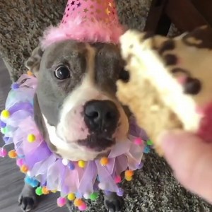 Want $10 to spend on fresh baked treats and jerky? Just tell us when your dog's birthday is and it's yours. You'll also receive discounts on dog safe cakes, treats & other doggo delights. We've been baking for dogs for over 10 years & can't wait to celebrate your dog's birthday!. http://bit.ly/TDB-Birthday-Club We ship throughout USA! | The Dog Bakery