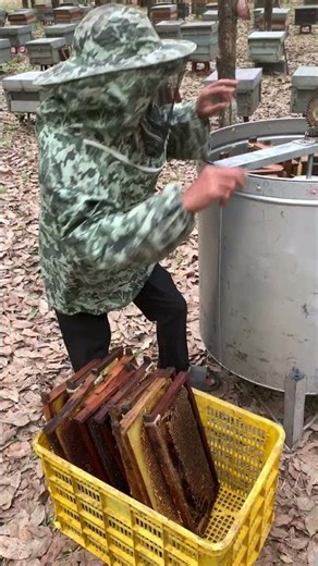 Processing Honey Harvest 🍯🐝 | From Hive to Jar