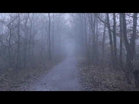 Creepy Forest Path - Fog - Free Horror Stock Footage