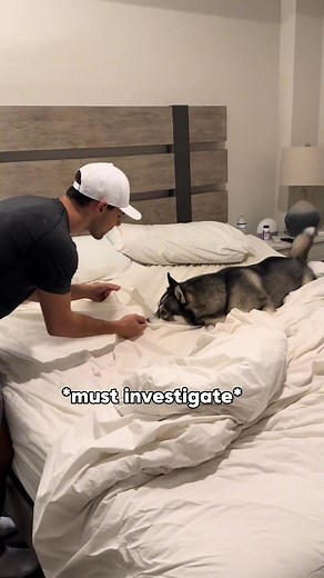 Blue’s gaslighting level is outrageous 🥲 _fix_000 #dogsoftiktokviral #husky #dogs #huskies #dog #dogsoftiktok | Ken Flores