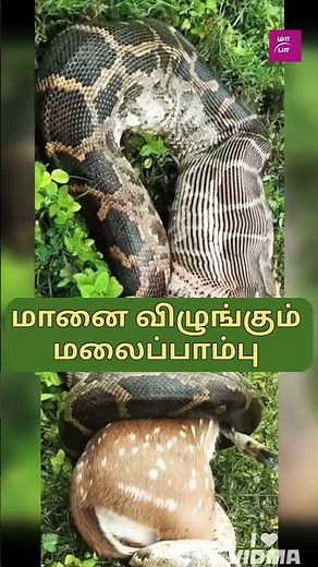 Kerala: Python swallows deer in Wayanad area...!