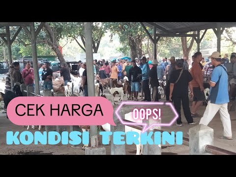 Cek harga murah kondisi pasar kambing dan domba @peternak muda magetan
