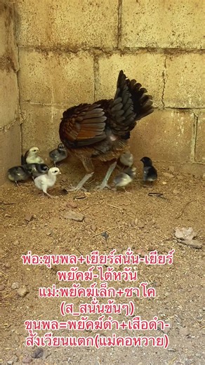 #ขุนพล#เยียร์สนั่น #พยัคฆ์เล็ก #ปวุฒิฟาร์ม #ก_ธนากรฟาร์ม