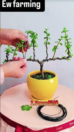 Jade Plant Bonsai Training | Easy Wiring Technique 🌿
