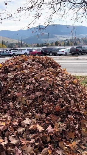 2.5K views · 86 reactions | Bouncing boxers 浪 . .  Featuring _zootown_groomer_  on tt . . . #boxerdog #boxer #boxer_universe_ #boxersofinstagram #boxerlove #boxergram #boxerpuppy #letsloveboxers | Boxer Lovers | Facebook