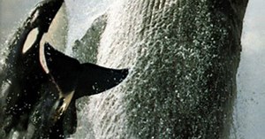 NATURE: Killers In Eden