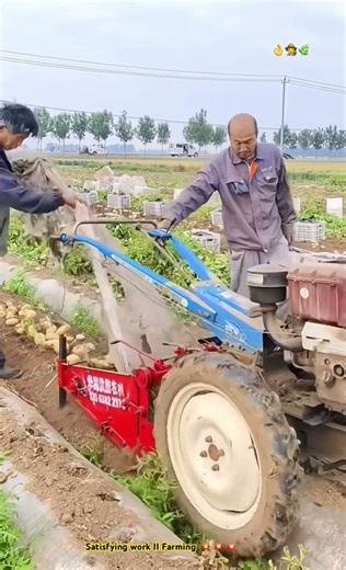 Semi-Plate Machine Digging Potatoes Farming : Modern Machine Efficiency