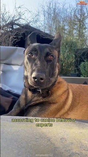 Why Belgian Malinois Struggle in a Normal Home 🧠🏠