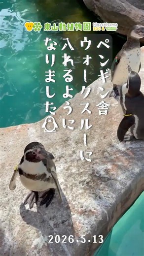 【東山動植物園公式】ペンギンの行列《 フンボルトペンギン ペンギン 》