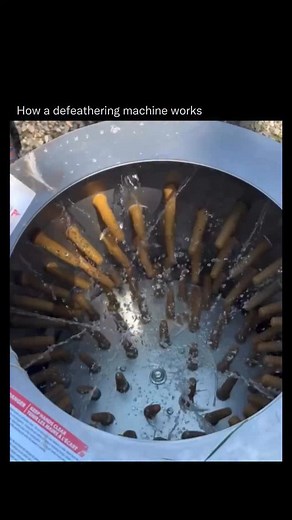 Did You Know | Follow @didyouknow to learn something new every day! 🧠 A de-feathering machine, commonly used in poultry processing, removes feathers... | Instagram