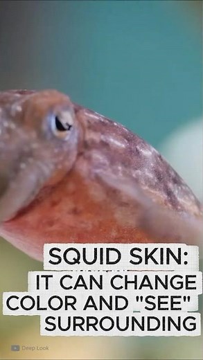 SQUID SKIN: It Can Change Color and 'SEE' Its Surroundings! | #Squid #AnimalScience #youtubeshorts