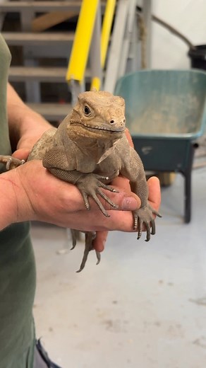 1K views · 21 reactions | Yesterday was World Lizard Day, so what better time to move our Rhinoceros Iguanas into their new enclosure in the wildlife park! #askhambryancollege #wildlife #wildlifepark #worldlizardday #lizards #lizard #rhinocerosiguana #rhinoiguana #iguana | Askham Bryan College | Facebook