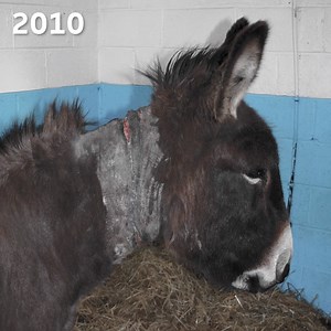 When Shocks was first found he was barely alive, having suffered one of the worst cases of neglect our welfare team had seen. 💔 Almost a decade on, Shocks is now helping vulnerable people to develop key life skills ➡️ bray.news/fb-christmas-2019 | The Donkey Sanctuary