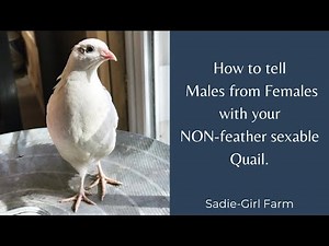 How to tell male from female quail. Vent sexing.