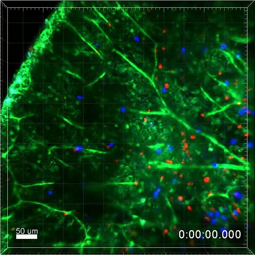 Mouse T cells Migrating