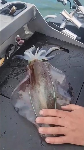 One Touch & This Sea Creature Changes Color Instantly