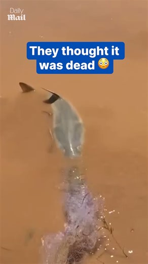 39K views · 291 reactions | Beautiful fish didn't deserve this  | Daily Mail Video | Facebook