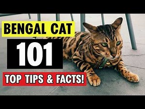 Bengal Cat: The Wild-Looking House Cat You’ll Fall in Love With 🐆