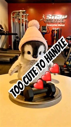 Too cute to handle! baby penguin just stole everyone's hearts #Penguin #cute #animals #fun #Adorable