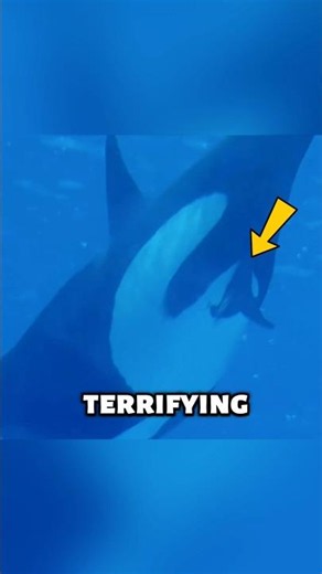 This Mother Orca Fought 4 Hours To Save Her Baby 😭 #shorts