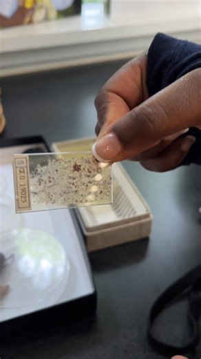 More Than Minerals 🦋🔬 Although the Gillespie Museum is home to thousands of rare minerals, visitors can also explore a fascinating collection of insect species—including butterflies and bugs! Get a closer look through our microscopes and discover the tiny wonders of the natural world. 🐝✨ #GillespieMuseum #NatureDiscovery #InsectExhibit #ScienceMuseum #STEMeducation #ExploreNature #HiddenWorlds #GoHatters #StetsonU | Gillespie Museum, Stetson University