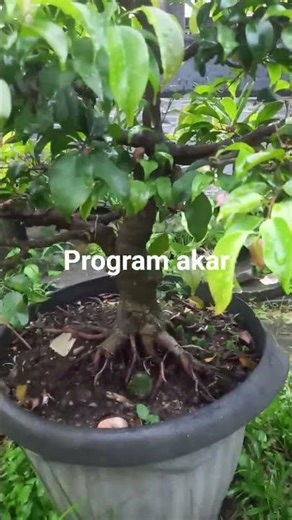 Bonsai beringin prokar. #bonsai #interaksi #interaksi #pengikut