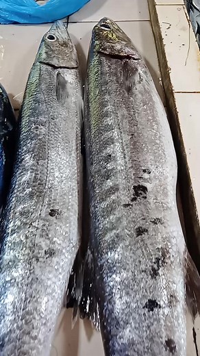 #fbreels#fish rumpi kandado#barracuda fish | Marivic Balbuena Baluca