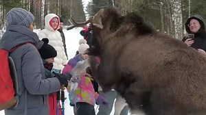 Moose stomps on child in wild animal attack