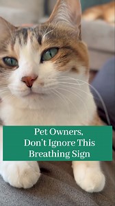 🚨 Is your cat breathing fast or through their mouth? This isn’t normal — it could be a sign of serious lung or heart issues. 💚 After treatment, support their recovery with natural lung & immune care. Lignopets employs a unique 4-Step-Lung-Care Mechanism.With its unique 4-Step-Lung-Care Mechanism, it addresses both the symptoms and root causes of respiratory challenges: 1️⃣ CLEANSE - Acts as a natural detoxifier, helping to clear impurities from your pet’s respiratory tract. This process natura