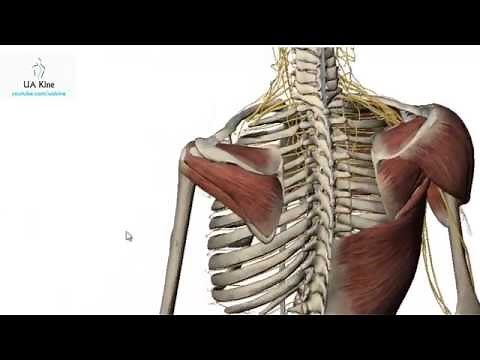 Manguito Rotador / Rotator cuff - Anatomía