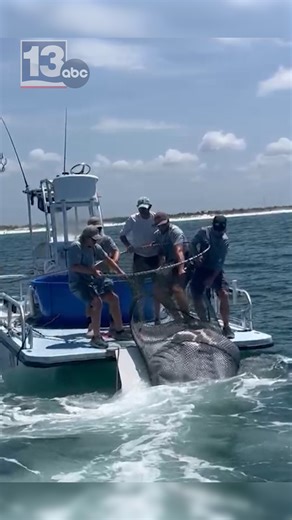 Last summer, the Florida Fish and Wildlife Conservation Commission issued a special permit to Dynasty Marine Associates Inc. to catch a giant manta ray for Sea World Abu Dhabi for exhibition. To read the full story, click here: https://www.mypanhandle.com/news/florida/fwc-proposes-changes-to-protect-giant-manta-rays/ | WMBB News 13