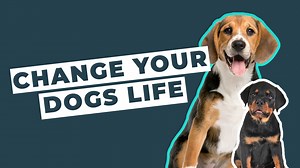 34K views · 447 reactions | Are you struggling with your dog?  ...