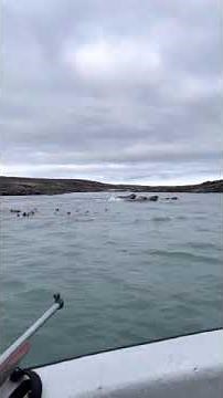 Inuit Walrus Hunting